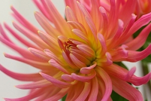 フラワーショップ Jingu Garden